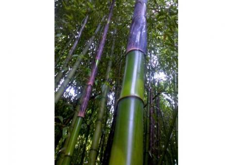Vendo canne di bambù bambu con diametro da 1 cm. fino a 10 cm.